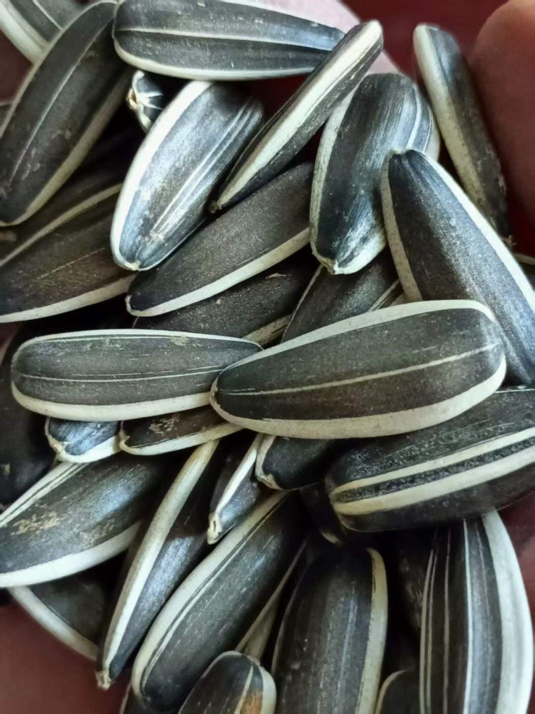 Sunflower Seeds
