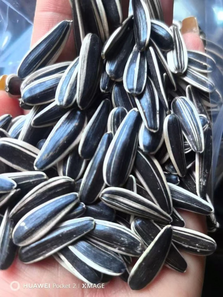 Sunflower Seeds